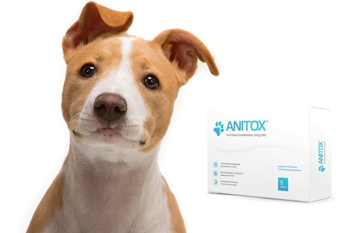 Anitox от паразитов для животных: легко вылечит заражение у вашего питомца!